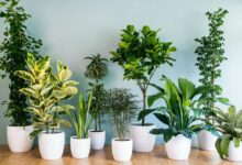 صورة أهم وأفضل أنواع نباتات منزلية سريعة النمو
