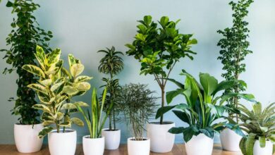 صورة أهم وأفضل أنواع نباتات منزلية سريعة النمو