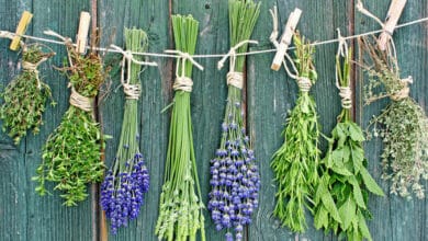 Useful herbs for health 1