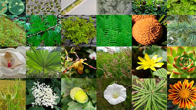 Kinds of plants 2