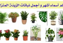 Kinds of plants
