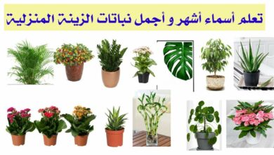 صورة أنواع النباتات بالصور والأسماء 