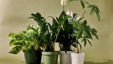 Types of houseplants 1