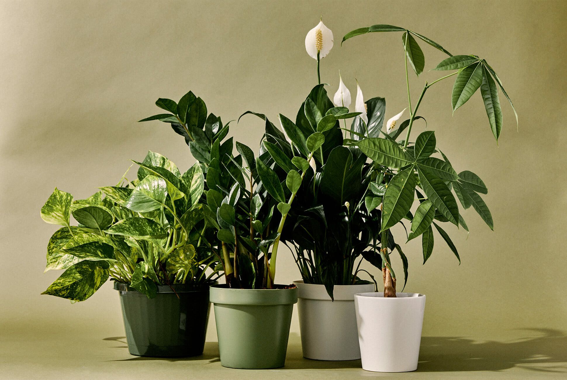 أفضل أنواع النباتات المنزلية سريعة النمو