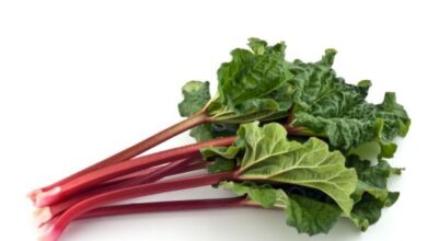 rhubarb for constipation 1