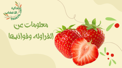 صورة أهم 5 معلومات عن الفراوله وفوائدها لن تصدقها