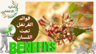 صورة فوائد القرنفل تحت اللسان لعلاج التهاب اللثة والاسنان