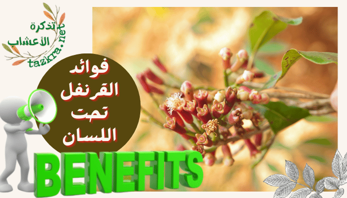 فوائد القرنفل تحت اللسان