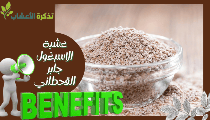 عشبة الاسبغول جابر القحطاني