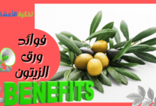 صورة ماهي فوائد ورق الزيتون وهل يسبب ضرر للحامل؟