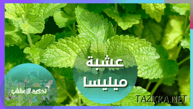 صورة فوائد علك اللبان للرجال والنساء معلومات تهمك
