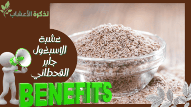 صورة ماهو السفرجل وما أهميته للبشرة؟ نصائح لا تفوتها