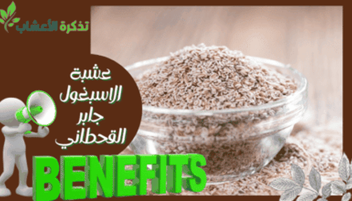 نبات البامبو والطاقة
