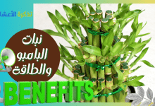 Photo of What is the relationship between bamboo and energy, and does it really bring luck?