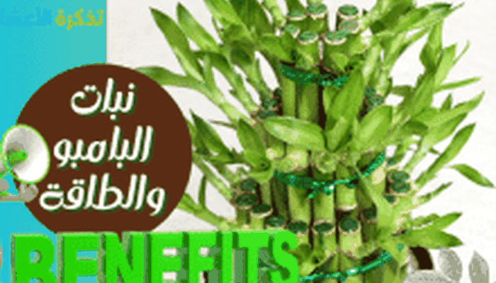 نبات البامبو والطاقة