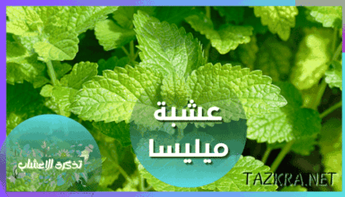 عشبة لب الراوند